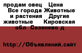  продам овец › Цена ­ 100 - Все города Животные и растения » Другие животные   . Кировская обл.,Сезенево д.